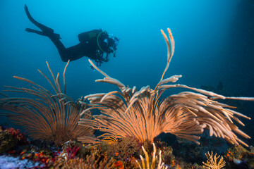 Large orange Flagellar sea fans or Whip fans (Eunicella albicans) flowing in the surge with a scuba...