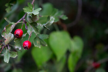 hawthorn plant in the foreground