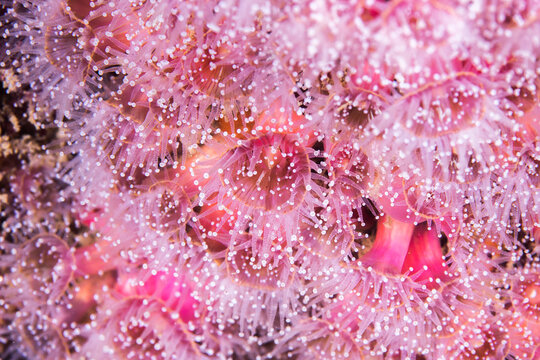 Macro of the beautiful small pink Strawberry Anemones (Actinia fragacea)