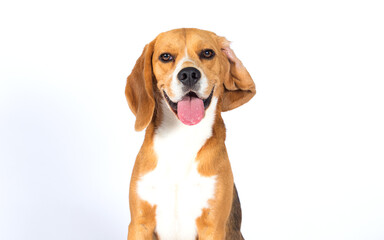 dog with big ears and tongue