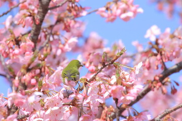 桜とメジロ