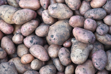 A bunch of large potatoes in the fall. Harvesting potatoes in close-up. Large potato fruits.