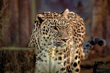 image of a big leopard