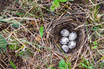 Bird eggs in nest on ground. Nature shot.
