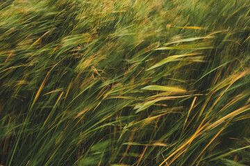 Fototapeta wind, motion reeds in the wind, background, reeds, lake, long exposure

 obraz