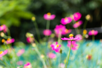 Pink Sulfur Cosmos flowers blooming on garden plant blurred green leaves in the backdrop bokeh from incoming light perfect as background image.