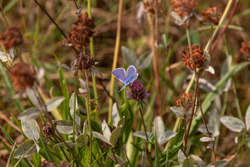Schmetterling auf der Kleeblüte sucht nach Nektar
