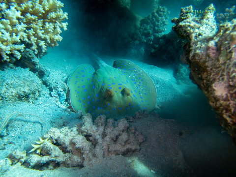 Stingray at the bottom of the Red Sea, Hurghada, Egypt