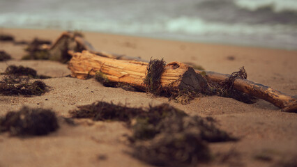 Stick thrown ashore after a storm, selective focus
