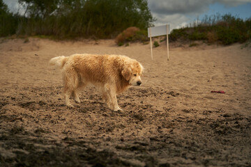 dog walking on the seashore