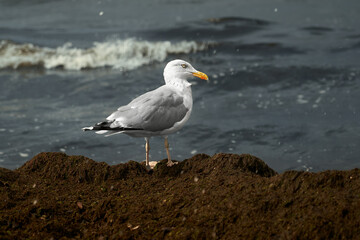 Fototapeta na wymiar Seagull in autumn on the seashore