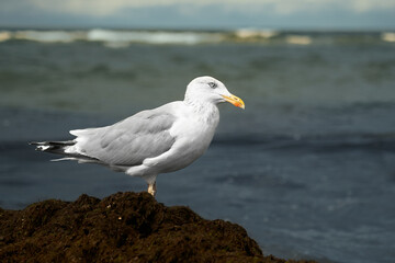 Naklejka premium Seagull in autumn on the seashore