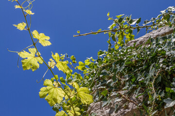 Close-up of stone wall with wild wine plants at Krk, Croatia (copy space, background)