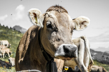 swiss cows from grisons portraits