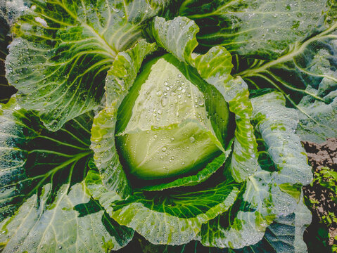 Cabbage close-up with large leaves