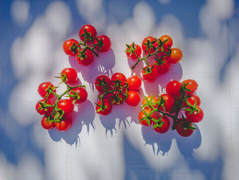 Several branches of cherry tomatoes on white background. Top view