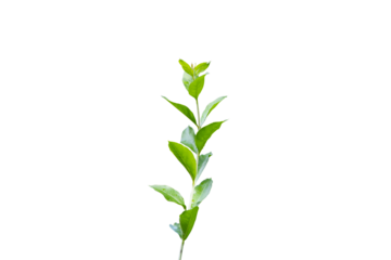 Herbal Green Henna branch or leaves isolated background png image
