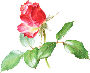 Fototapeta premium Watercolor drawings of rose in botanical style