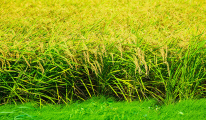 秋・稲穂イメージ