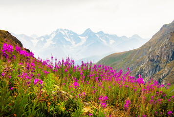 tranquil green mountains with purple flowers on hillside and snowy peaks background wallpaper with no people. Unspoiled pristine nature landscape panorama - obrazy, fototapety, plakaty