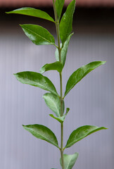 Herbal Green Henna branch or leaves with blurry Background