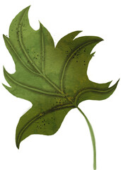 Pumpkin Leaf Hand drawn Watercolor painting