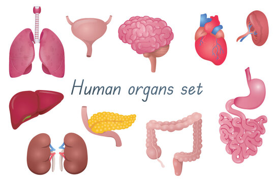 Human organs 3d realistic set. Bundle of lungs, bladder, brain, heart, spleen, kidneys, liver, stomach with small intestine, large colon, pancreas anatomical isolated elements.Vector illustration