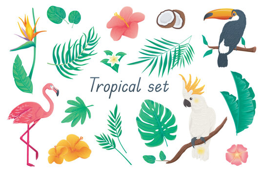 Tropical 3d realistic set. Bundle of colorful flowers and palms or monstera leaves, hibiscus, coconut, toucan, cockatoo parrot, flamingo and other exotic jungle isolated elements.Vector illustration