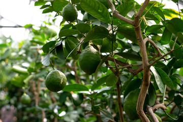A green unripe lemons is hanging on a tree in the greenhouse.Lemonary.Home gardening,urban jungle,biophilic design.Selective focus.