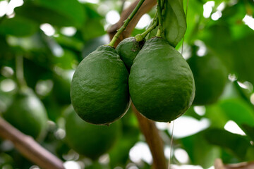 A green unripe lemons is hanging on a tree in the greenhouse.Lemonary.Home gardening,urban jungle,biophilic design.Selective focus,close-up.