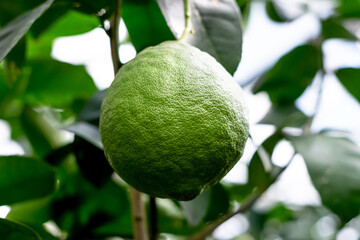 A green unripe lemon is hanging on a tree in the greenhouse.Lemonary.Home gardening,urban jungle,biophilic design.Selective focus,close-up.
