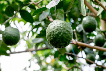 A green unripe lemons is hanging on a tree in the greenhouse.Lemonary.Home gardening,urban jungle,biophilic design.Selective focus,close-up.