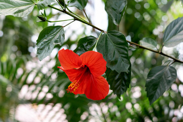 Close-up of a hibiscus flower in a greenhouse.Home gardening,urban jungle,biophilic design.Selective focus,close-up.