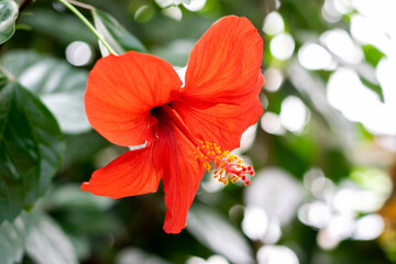 Close-up of a hibiscus flower in a greenhouse.Home gardening,urban jungle,biophilic design.Selective focus,close-up.