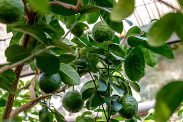 A green unripe lemons is hanging on a tree in the greenhouse.Lemonary.Home gardening,urban jungle,biophilic design.Selective focus,close-up.