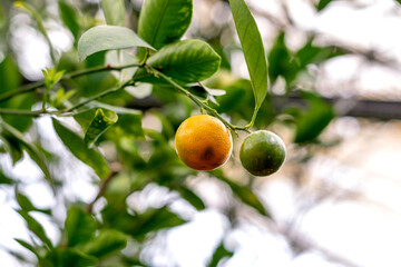 Oranges is hanging on a tree in the greenhouse.Lemonary.Home gardening,urban jungle,biophilic design.Selective focus.