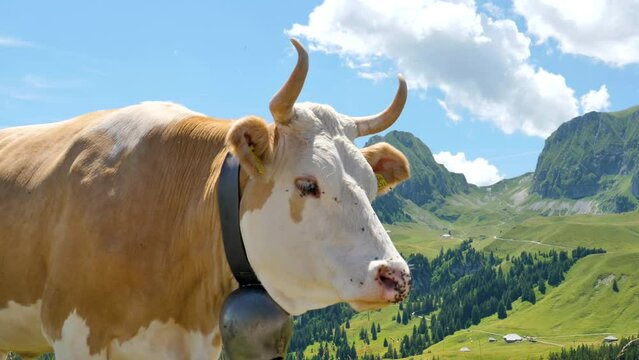portrait of cow in Switzerland mountain