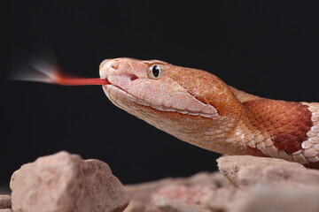 A portrait of an Eastern Copperhead using its forked tongue to sense its surroundings
