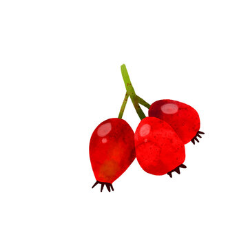 Watercolor berries, autumn farest, fall colors. Single watercolor object.