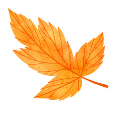 watercolor fall leaf, autumn color, transparent background