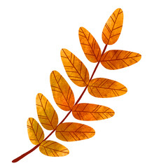 Fototapeta premium watercolor fall leaf, autumn color, transparent background