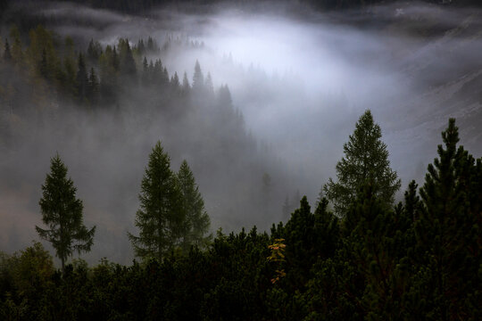 Summer Morning Mist in a Forest after Night Rain Shower in Triglav National Park Slovenia Background