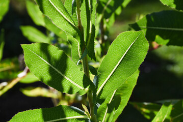 Lactuca virosa blooming in summer garden.