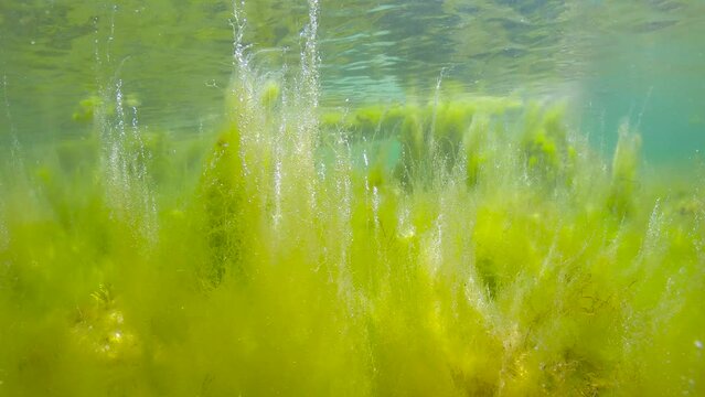 Filamentous algae underwater, algal bloom in the ocean in shallow water, Atlantic, Spain