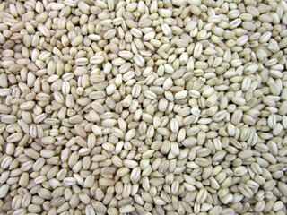 grain background