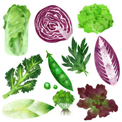 Fresh vegetables set, cabbage and salads, hand drawn watercolor illustration.