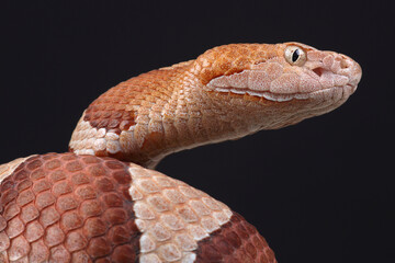 A portrait of an Eastern Copperhead against a black background
