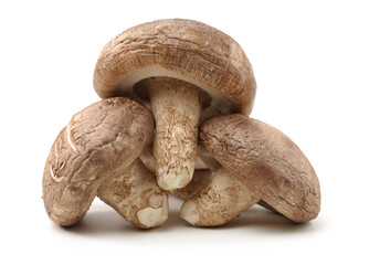 Shiitake mushroom on the White background 