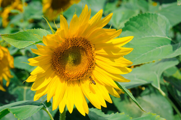 Honey bee pollinating sunflower plant. A tiny bee flying to a large yellow sunflower that grows in the field. The process of collecting nectar, pollination of plants