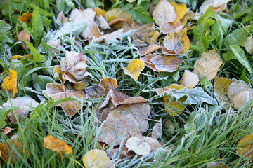 Frost on fallen leaves on the green grass. Autumn morning frosts